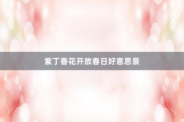 紫丁香花开放春日好意思景